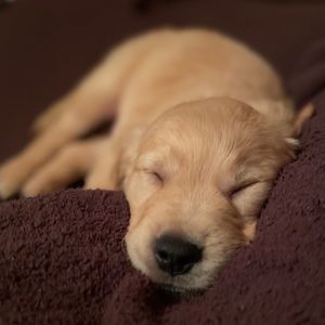 Meet your Posher, Veronica